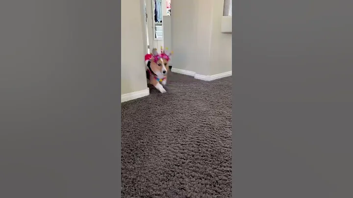 Dog Forgets Sister’s BIRTHDAY! #cake #party