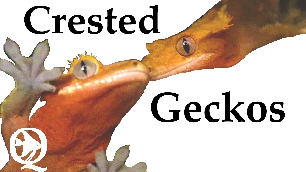 ponds at bayberry Bioactive Crested Gecko Breeding Enclosure Update