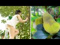 The challenge of growing jackfruit with garlic and aloe vera is suitable for the growth of the tree