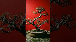 The beauty of nature  #relaxing #speedup #time #timelapse #timesreveal