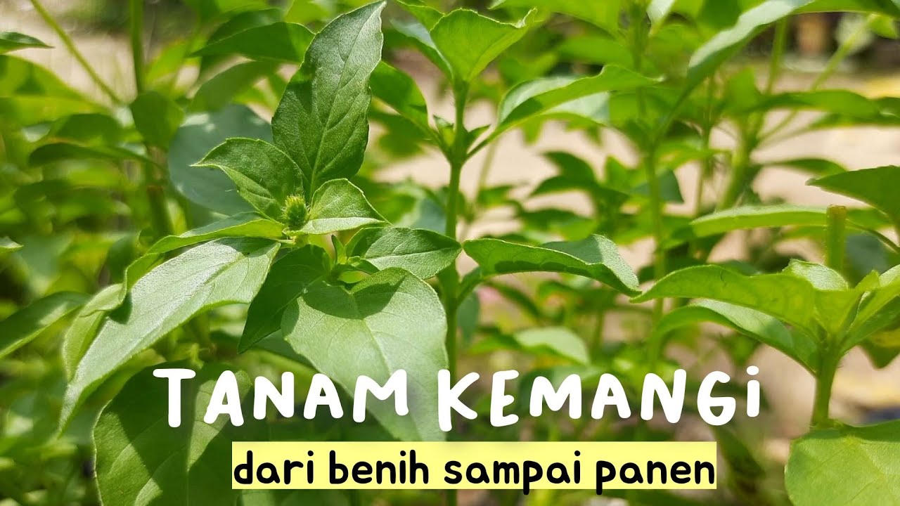 CARA MENANAM KEMANGI DARI BENIH SAMPAI PANEN 