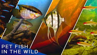 Where Your Pet Fish Live in the Wild—DIVE INTO THE AMAZON RAINFOREST!