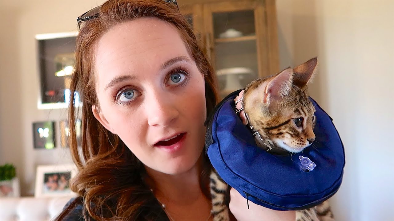 canon definicion KITTEN GETS SURGERY!