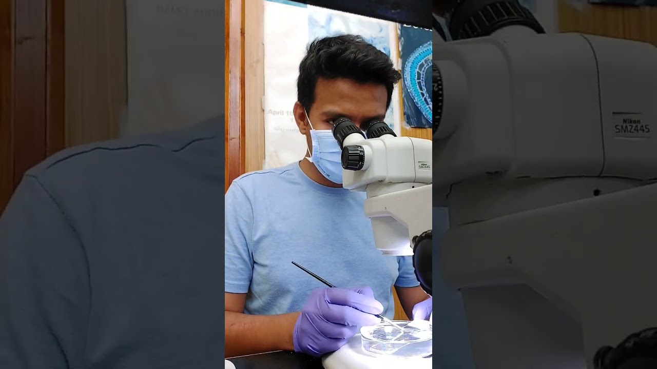 How stereozoom microscope looks from inside?
