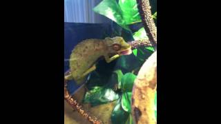 Cuhmilli Eatin Some Crickets