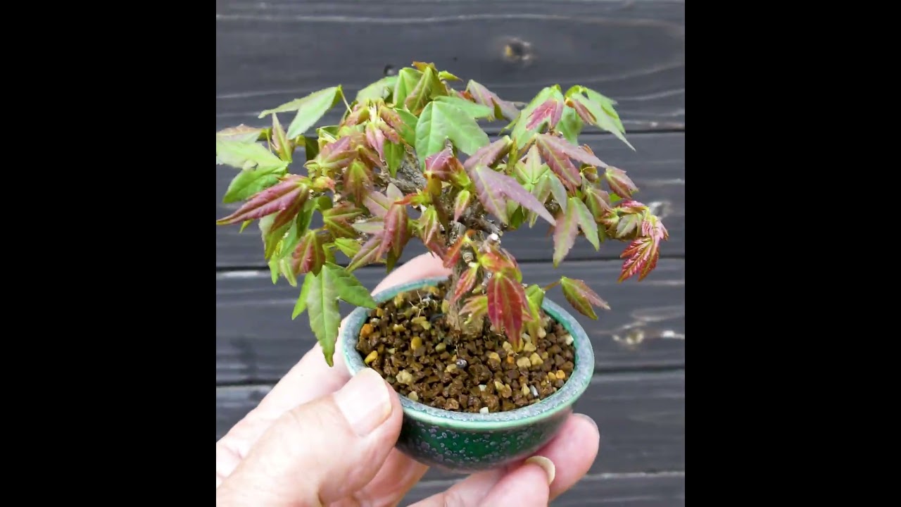 ミニ盆栽 トウカエデ盆栽（唐楓盆栽）Acer buergerianum bonsai #ミニ