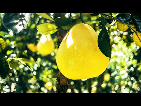 Video: Hoe Er Een Pomelo Is In