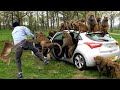 Chaos In Safari! Angry Monkeys Pulling Together To Attack Tourists And Destroy Their Cars