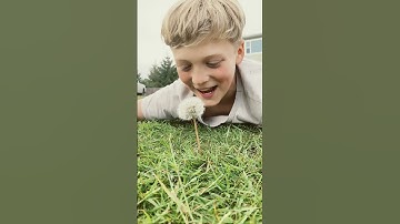 Oh look a dandelion must be the last one of the season