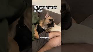 Frenchie Dog Reacts to Kpop(Twice) #twice #frenchbulldog #kpop op