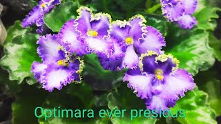 Фиалка цветёт Optima ever presious #фиалкацветёт #фиалки #фиалка #фиалкаeverpresious #violet #цветы