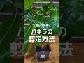 パキラの剪定方法と剪定時期✂️ #観葉植物 #観葉植物インテリア #観葉植物のある暮らし #観葉植物育て方 #植え替え #植物 #育て方 #パキラ #剪定