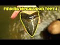 We found huge megalodon teeth in a florida creek  fossil shark tooth hunting