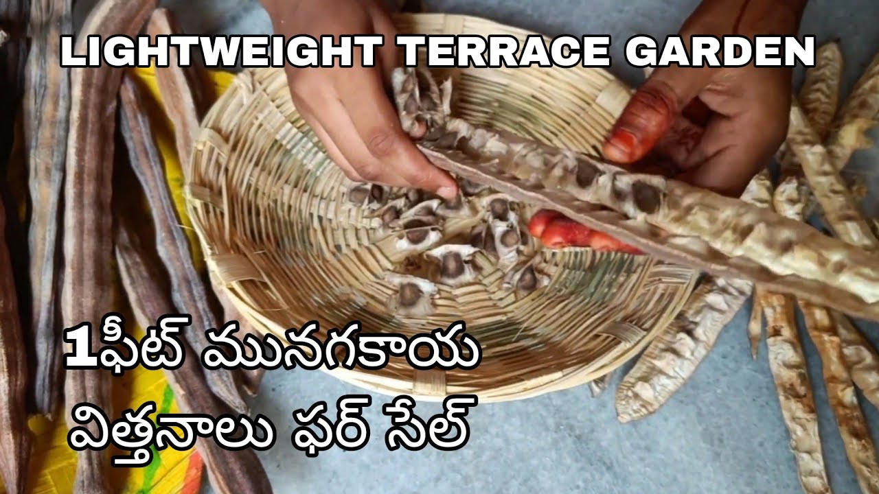 1 feet Munuga Seeds Harvesting and for sale