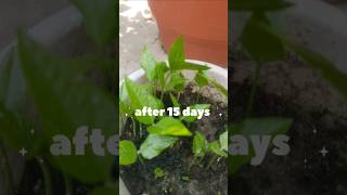 wood Apple seeds grow🌱🌱🌱❤😊|#gardening #trending #viral #garden #ytshorts #nature #plants #like 🌱😊