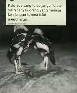 setory wa 30 detik  fersi ayam bangkok