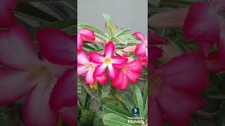 24 September 2024 Mou Vlog