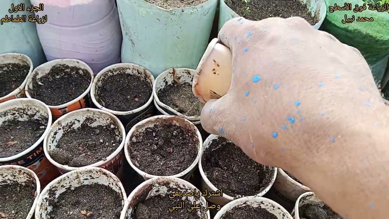 الجزء الاول لزراعة الطماطم فوق الأسطح ♥️ الزراعة سهله قوم ياعم ازرع #الزرع #النباتات #السطح #الطماطم