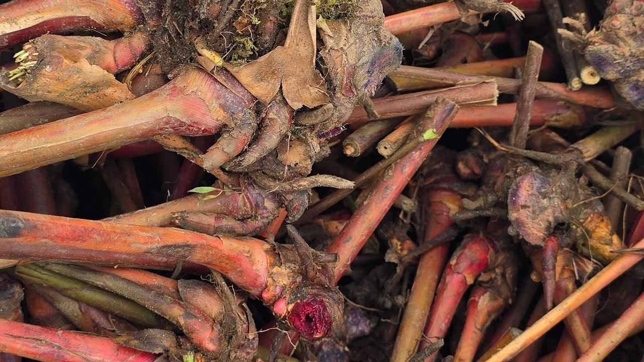 Cardamom dryers or chilly dryers mechane