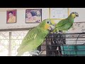 #amazon #talkingparot #birds #cute #parrot #pets #subscribe #shorts #short #viral #vlog #video#funn