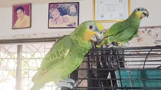 #amazon #talkingparot #birds #cute #parrot #pets #subscribe #shorts #short #viral #vlog #video#funn
