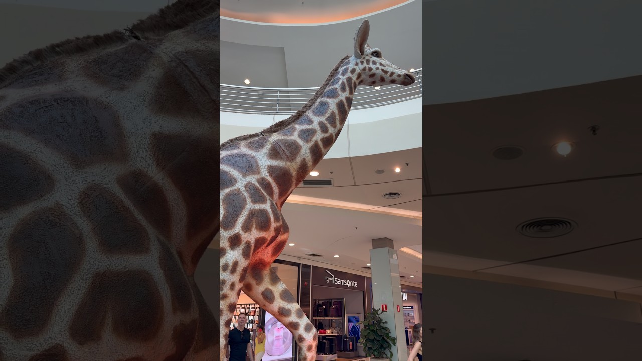 TINHA UMA GIRAFA NO SHOPPING #amigodosbrinquedos