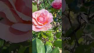 #rose 🇺🇸 #relax #massage #relief #short #youtube www.SugarThaiMassage.com Book online anytime 365