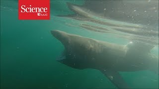 These sluggish basking sharks break through the water as quickly as great whites