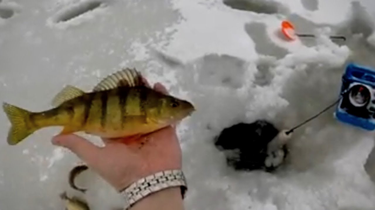 ICE FISHING PANFISH IN MICHIGAN YouTube