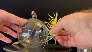 Fun Project: Making a Bonsai Accent Plant with an Airplant