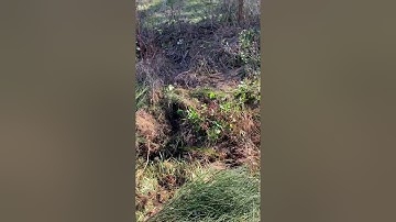 Scotch broom eradication
