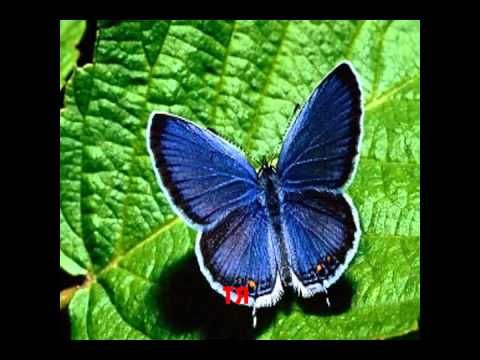 Video: Madame Butterfly: Njama Ya Opera