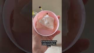 Elma Çekirdekleri Çimlendirme Hastası Oldum Galiba