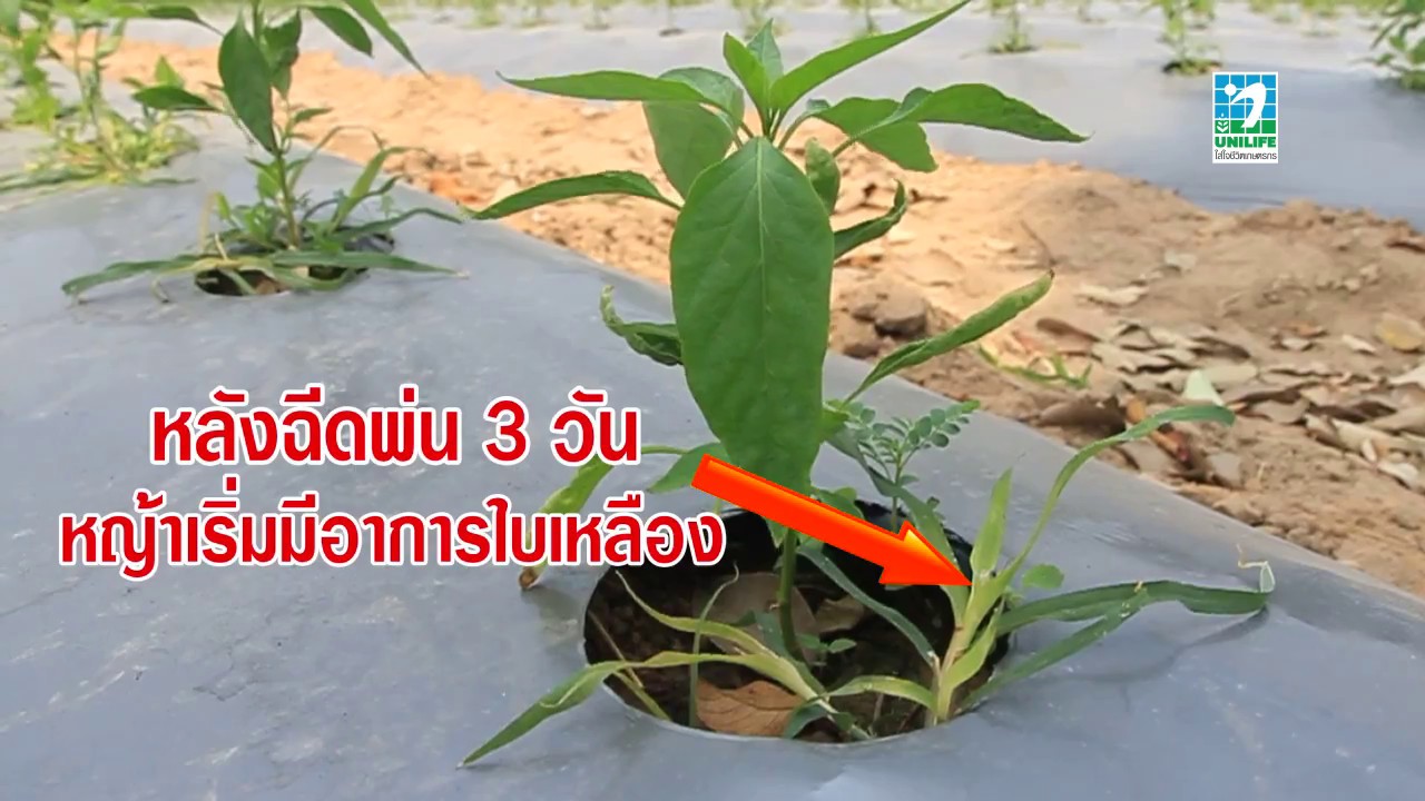ใช้ดีแล้วบอกต่อ EP.2 : โซคิว กำจัดวัชพืชใบแคบ ในแปลงพริก สนใจติดต่อ Line ID : @unilife โทร.023995555