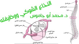 ما هو النخاع الشوكي؟ وما هي وظيفته؟ الدكتور محمد أبو جاموس