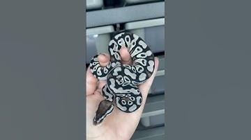 Pastel VPI Axanthic het Clown #ballpythonbreeder #ballpythonmorph #ballpython #reptile #axanthic