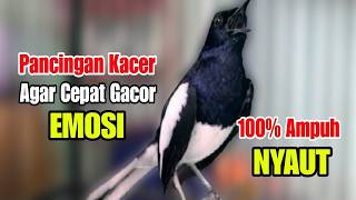 suara kacer gacor NGEPLONG tarung ini paling AMPUH buat PANCINGAN KACER agar EMOSI NYAUT