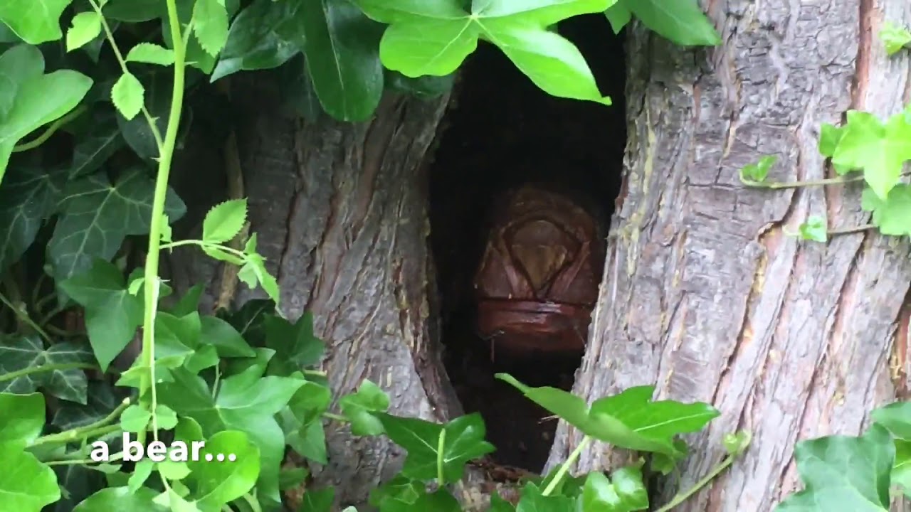 rumble video upload Guy finds a Bear and Two Old Men hiding within a Giant Cedar Tree