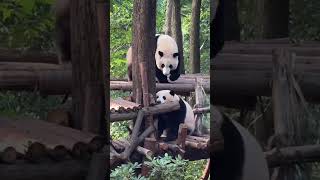 🐼花花又可爱出新高度！#Panda #Animal 【跟着图尔去旅行】