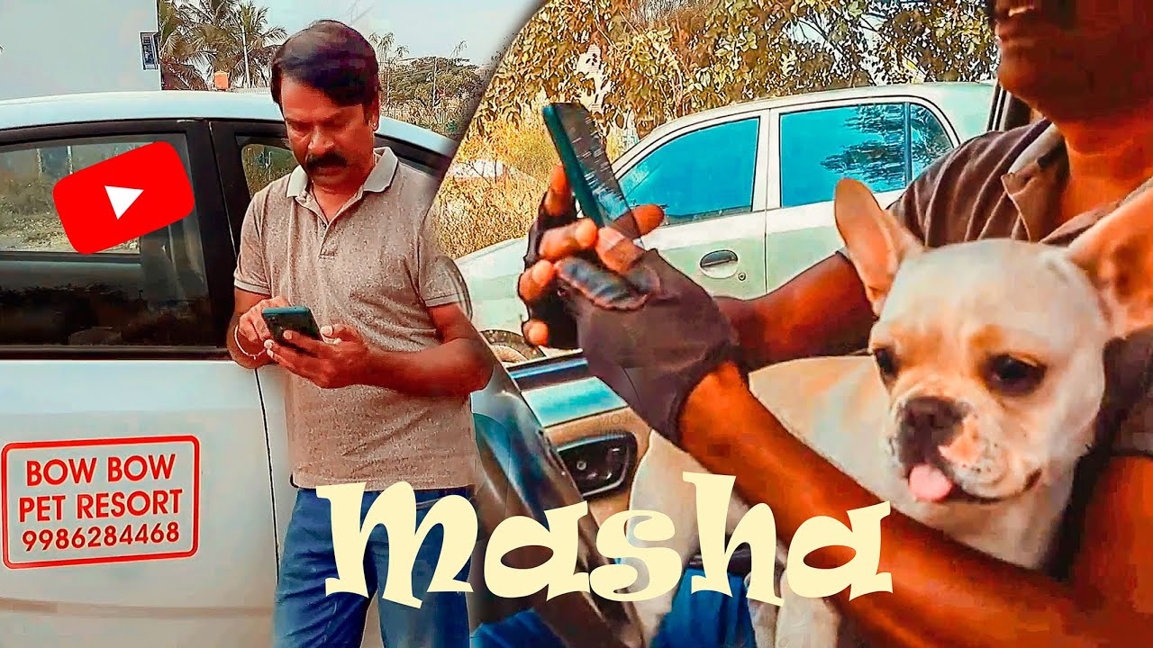 Dog boarding in Mysore Bow Bow Pet Resort Swimming pool & Play