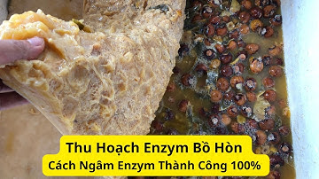 Thu hoạch enzym bồ hòn - cách ngâm enzym rửa chén bát từ phế phẩm nông nghiệp - thu cẩn nb