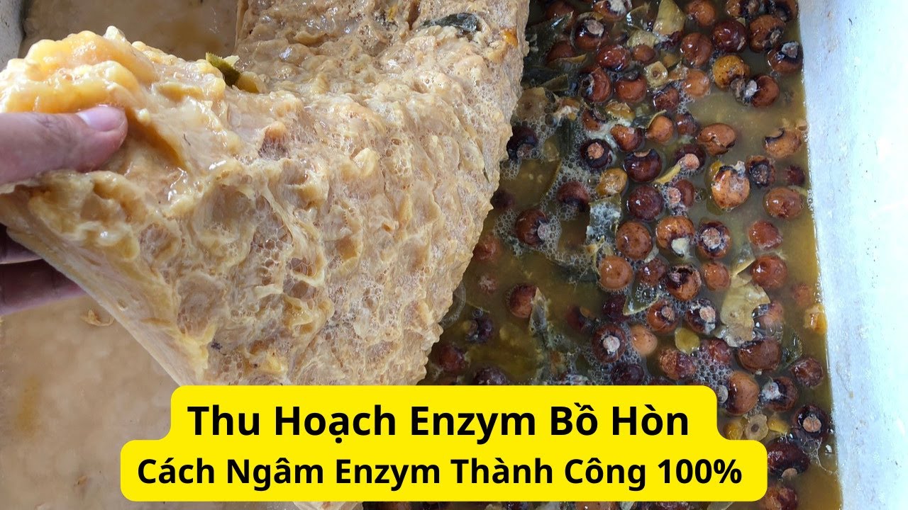 Thu hoạch enzym bồ hòn - cách ngâm enzym rửa chén bát từ phế phẩm nông nghiệp - thu cẩn nb