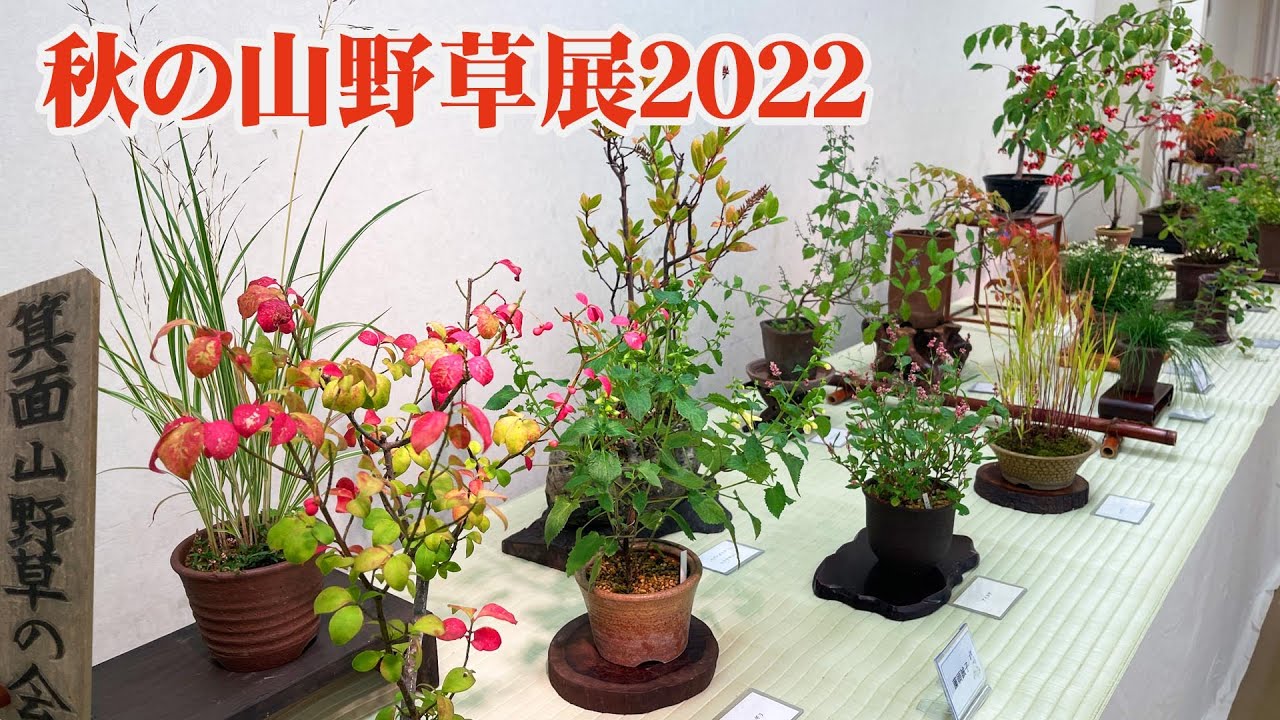Minoh Wildflower Society] Enjoy the beautiful and elegant