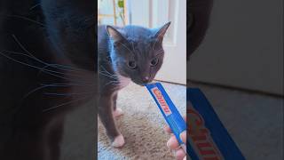 Yuki didn't notice the bit on her nose #treats #churu #cat #cuteanimals