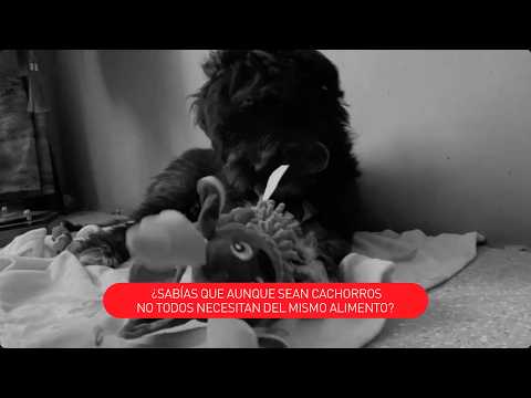 No todos los cachorros son iguales…