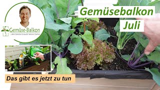 Gemüse Anbau Juli  - Das ist jetzt zu tun 