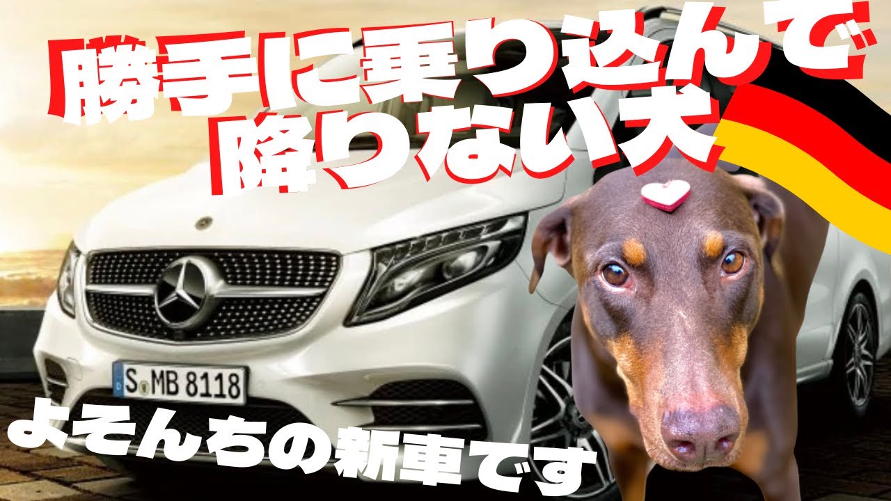 違いがわかる犬 高級車から降りない犬 簡単に買ってと言うなよ ドイツ犬ドイツ車占領 Youtube