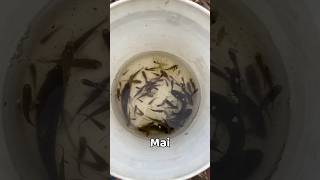 Catching Wild Fishes With Big Fisg Net