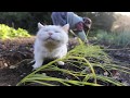 しろと玉ねぎの苗植え Transplanted onion seedling and cat 191101