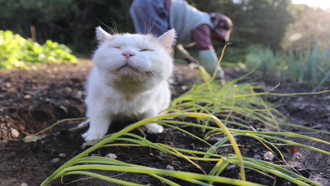 しろと玉ねぎの苗植え Transplanted Onion Seedling And Cat Youtube